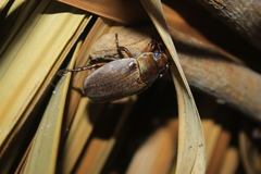 Pelidnota punctulata