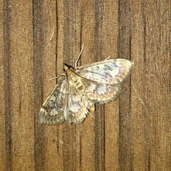 Anania coronata