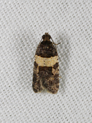 Clarana thermaterimma