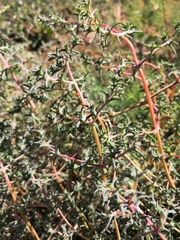 Petrosimonia brachiata