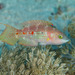 Twospot Wrasse - Photo (c) Mark Rosenstein, some rights reserved (CC BY-NC-SA), uploaded by Mark Rosenstein