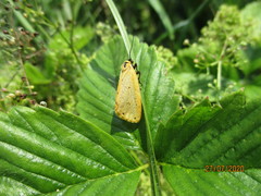 Setina irrorella