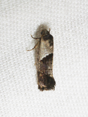 Eupselia holoxantha