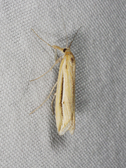 Hednota acontophora