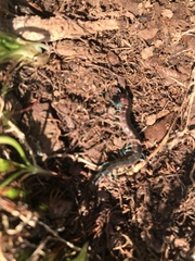 Scolopendra laeta