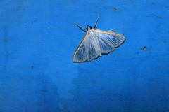 Diaphania costata