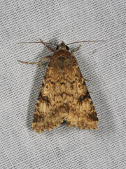 Heliothis punctifera