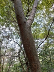 Sapindus mukorossi