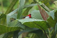 Aethopyga temminckii