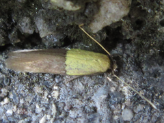 Opogona nipponica