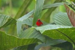 Aethopyga temminckii