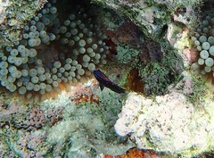 Pomacentrus bankanensis