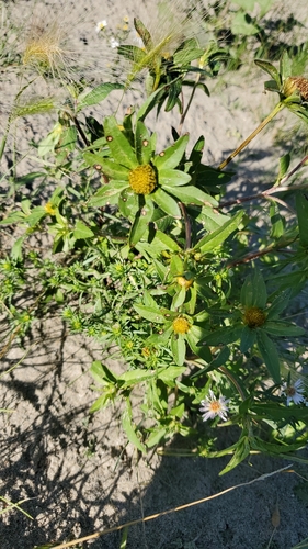 Bidens tripartita iNat (1)