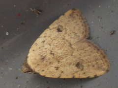Anachrostis nigripunctalis