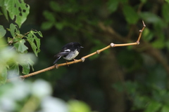 Petroica macrocephala