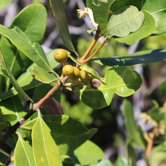 Alyxia spicata