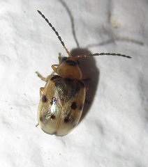 Afromaculepta ursulae