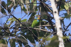 Psilopogon oorti