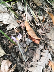Colchicum umbrosum