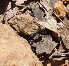 Camponotus suffusus bendigensis