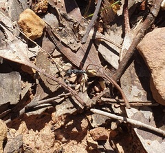 Camponotus suffusus bendigensis