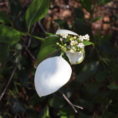 Coelospermum decipiens