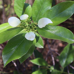 Coelospermum decipiens