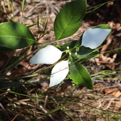 Coelospermum decipiens
