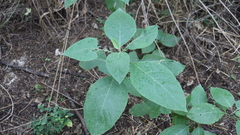 Solanum erianthum