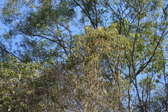 Cardiospermum grandiflorum