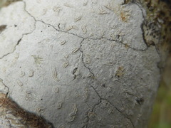 Acanthothecis