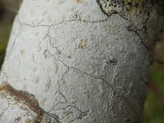 Acanthothecis
