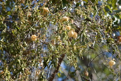 Cardiospermum grandiflorum