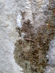 Cnemaspis mysoriensis