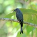 Ashy Drongo (South Sumatran) - Photo (c) abcdefgewing, some rights reserved (CC BY-NC), uploaded by abcdefgewing