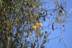 Cardiospermum grandiflorum