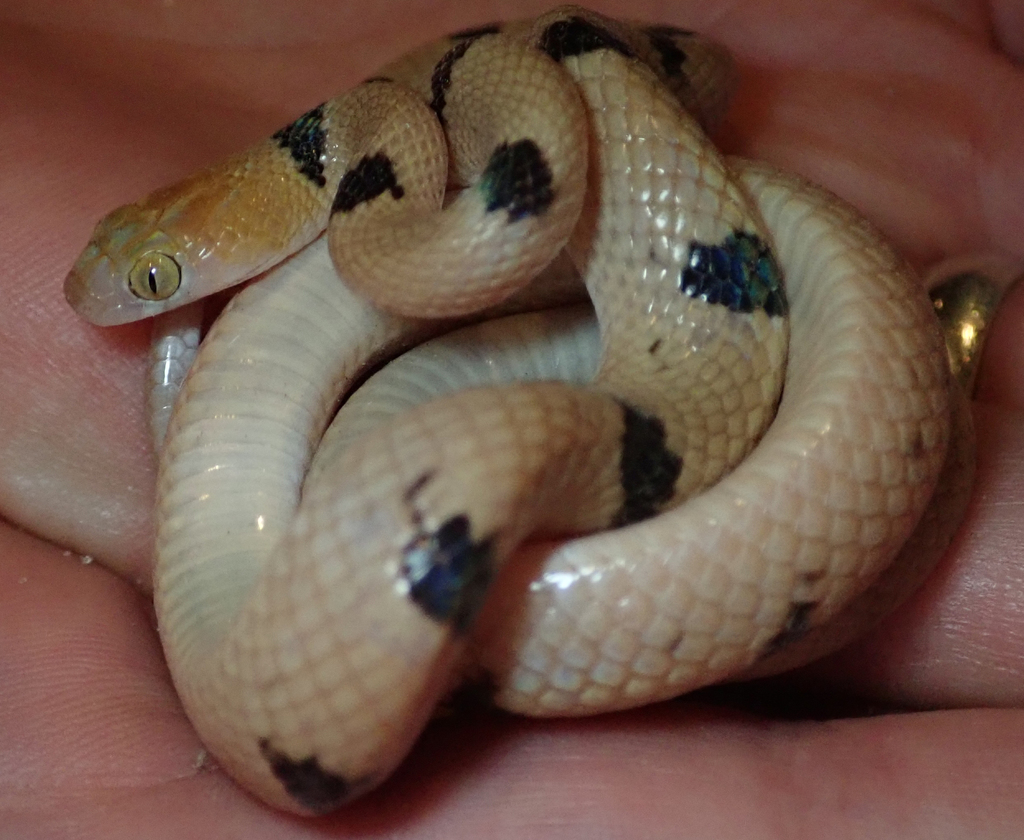 Common Tiger Snake
