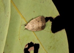 Athetis bremusa