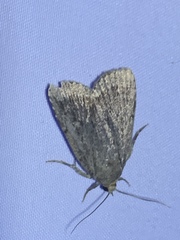 Amphipyra glabella