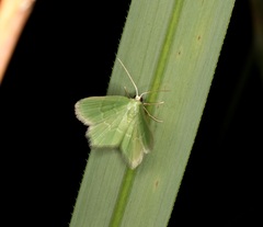 Idiochlora minuscula