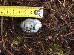 Rossbeevera pachydermis