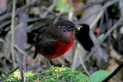 Erythropitta venusta
