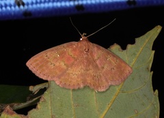 Sarobides inconclusa