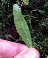 Notogrammitis angustifolia