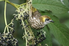 Pycnonotus tympanistrigus