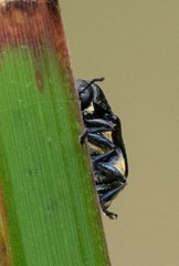Aporocera scabrosa