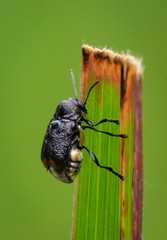 Aporocera scabrosa