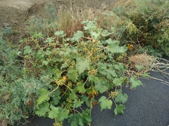 Xanthium orientale riparium