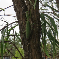 Hierodula pustulifera