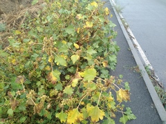 Xanthium orientale riparium